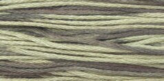 Hosta #1251