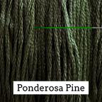 Ponderosa Pine